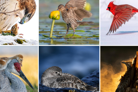 Audubon Elkartearen argazki-lehiaketako irabazleak: hegaztien irudi zirraragarriak