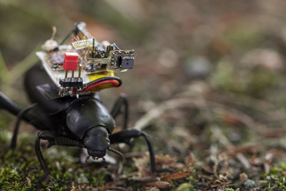 GoPro kamerak benetako intsektu eta mikrorobotentzat