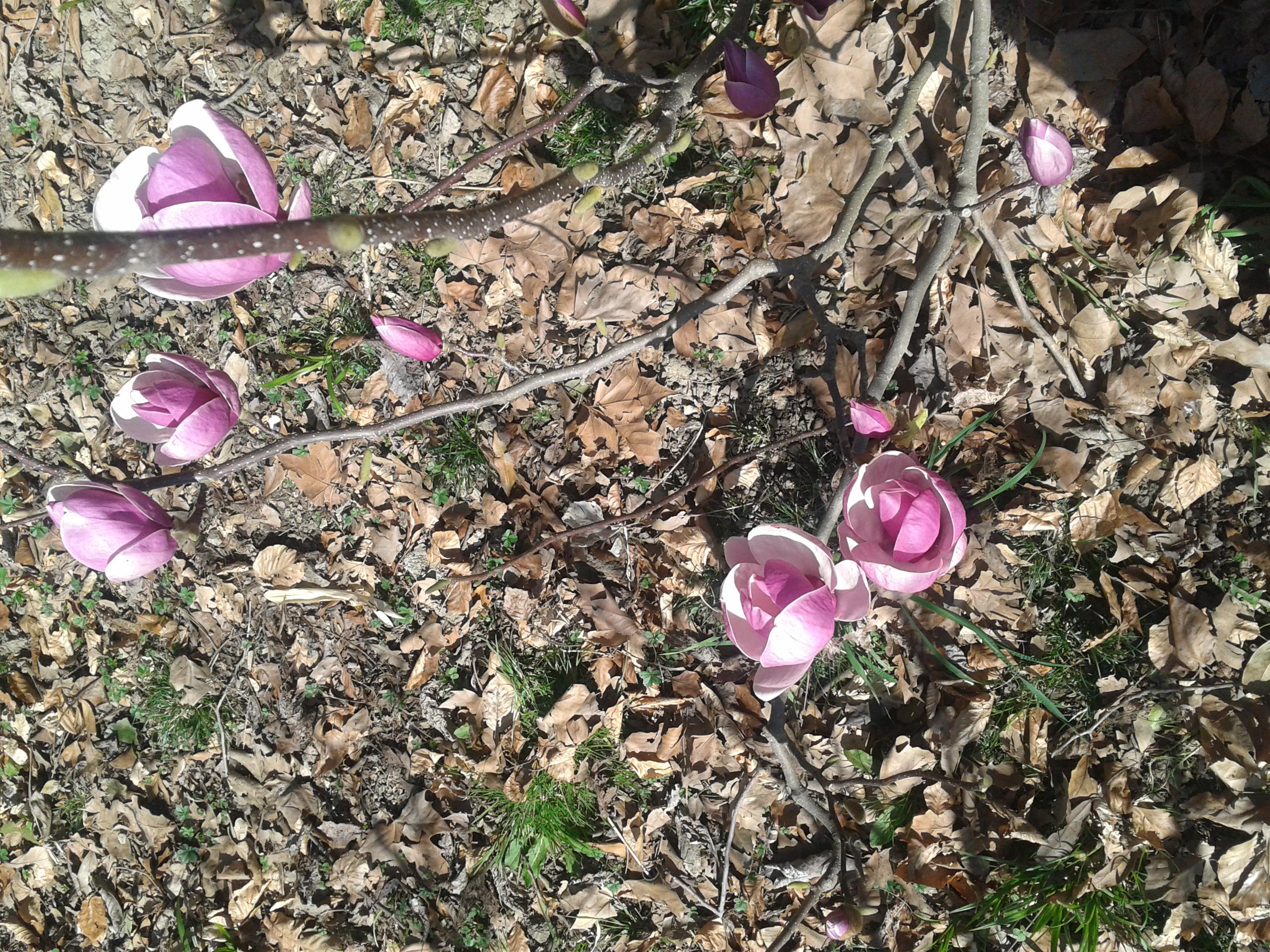 Magnoliak