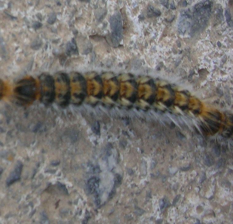Prozesionaria