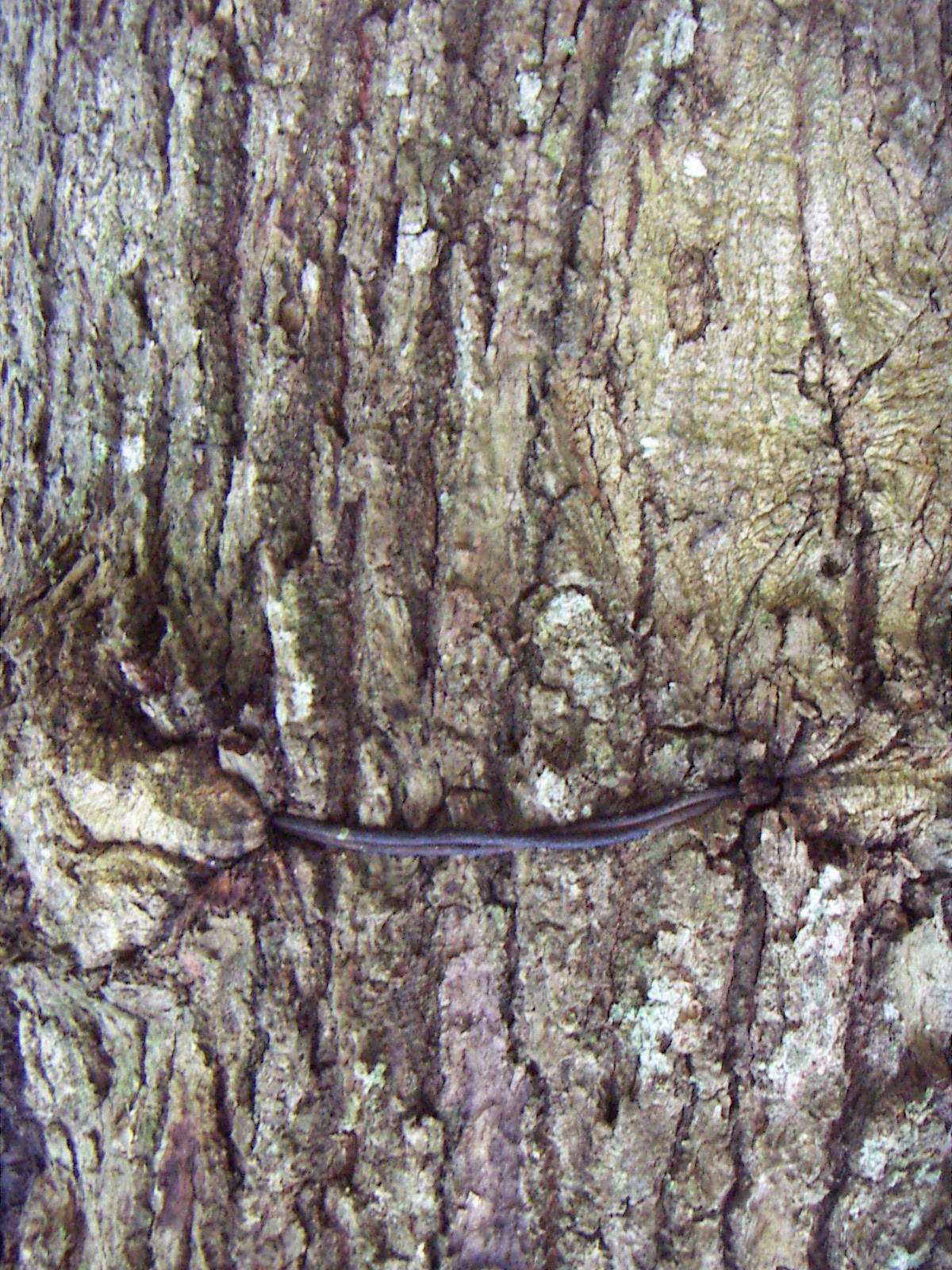 Kertena 2