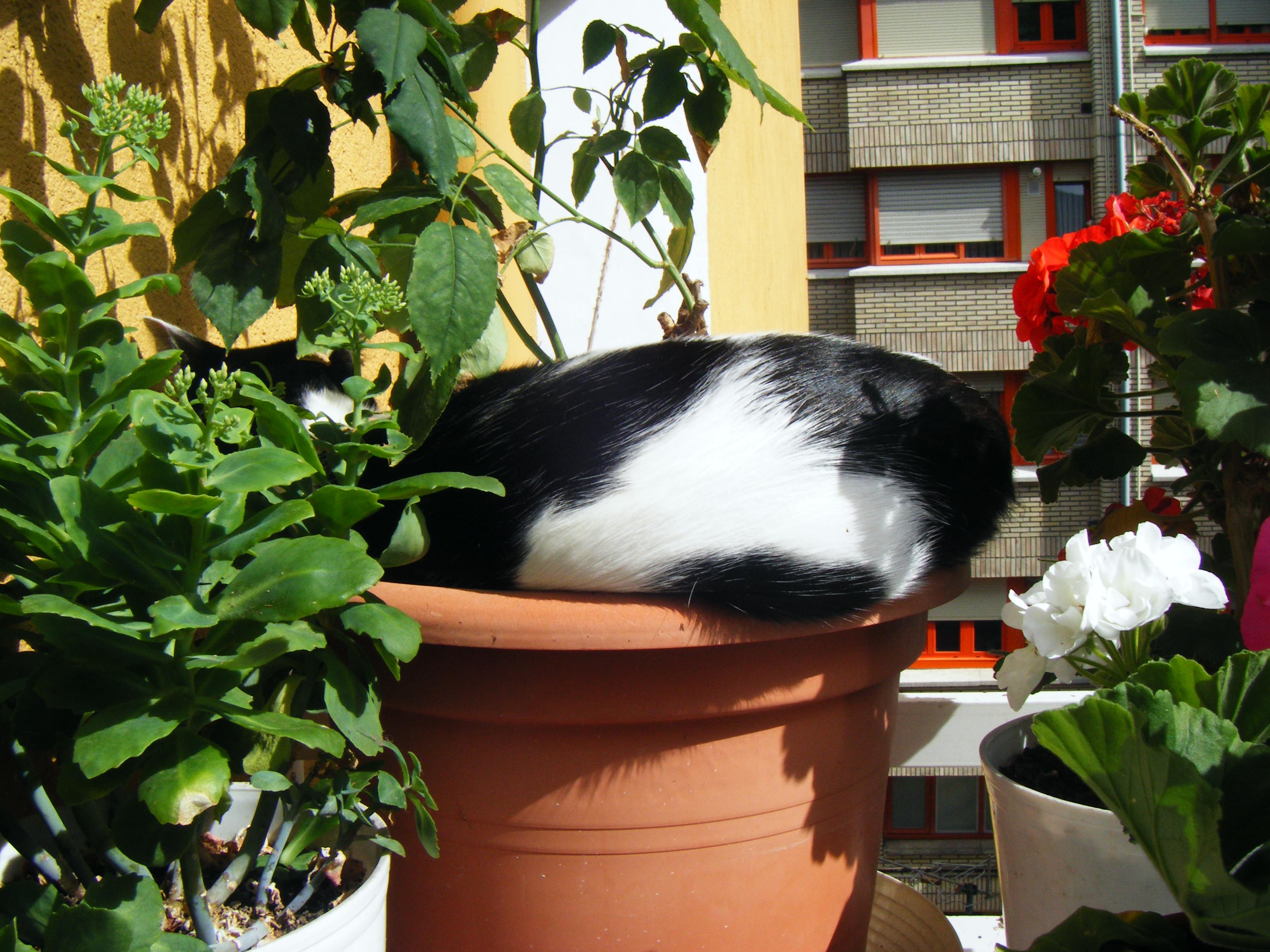 Ontzixan siestia egitten