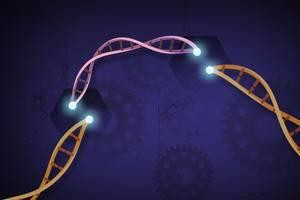 CRISPR edizio genetikoa saguetan: funtzionatu du