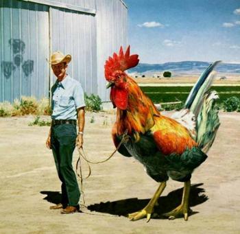 pollo
