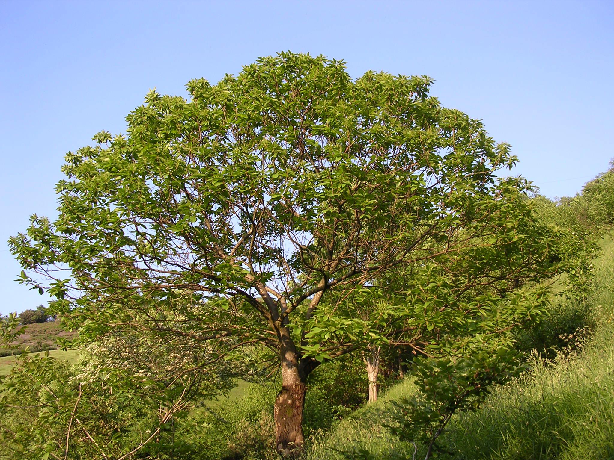 gaztainondoa