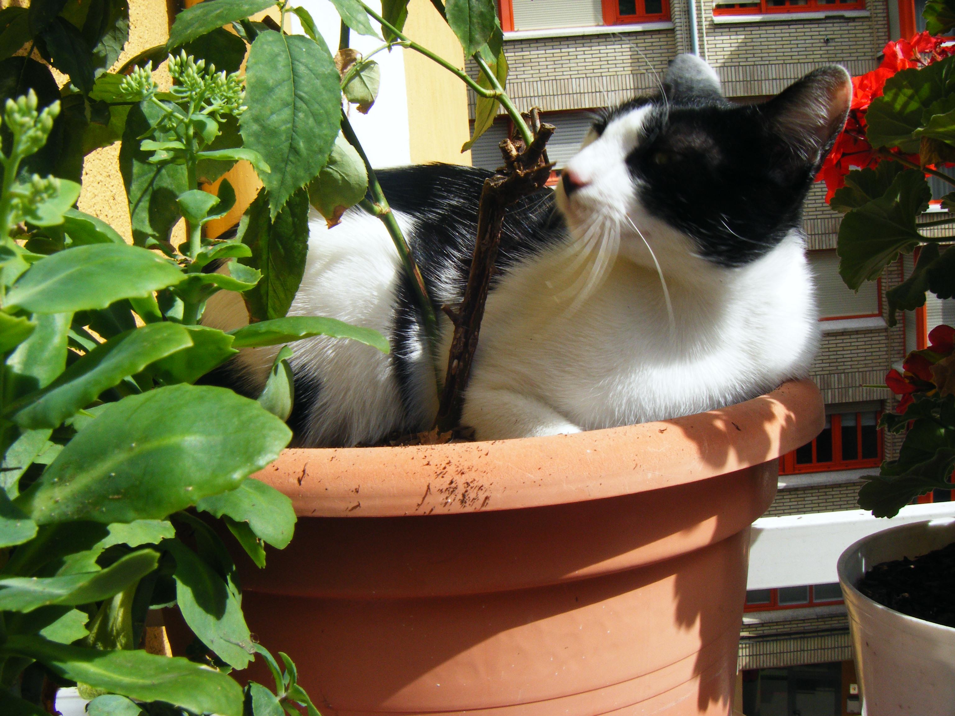 Mitxi bigoteduna