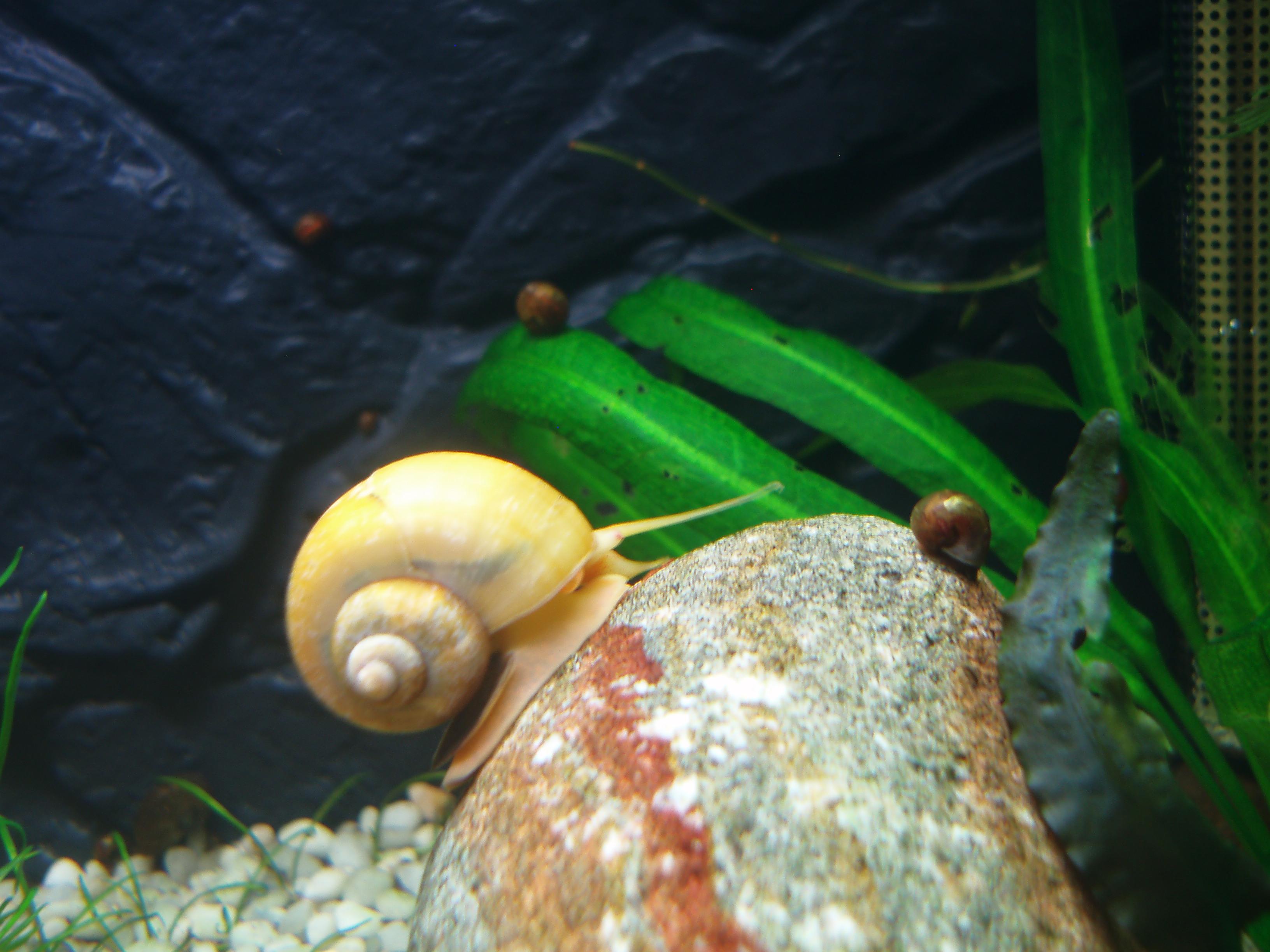 Sagar-barraskiloa