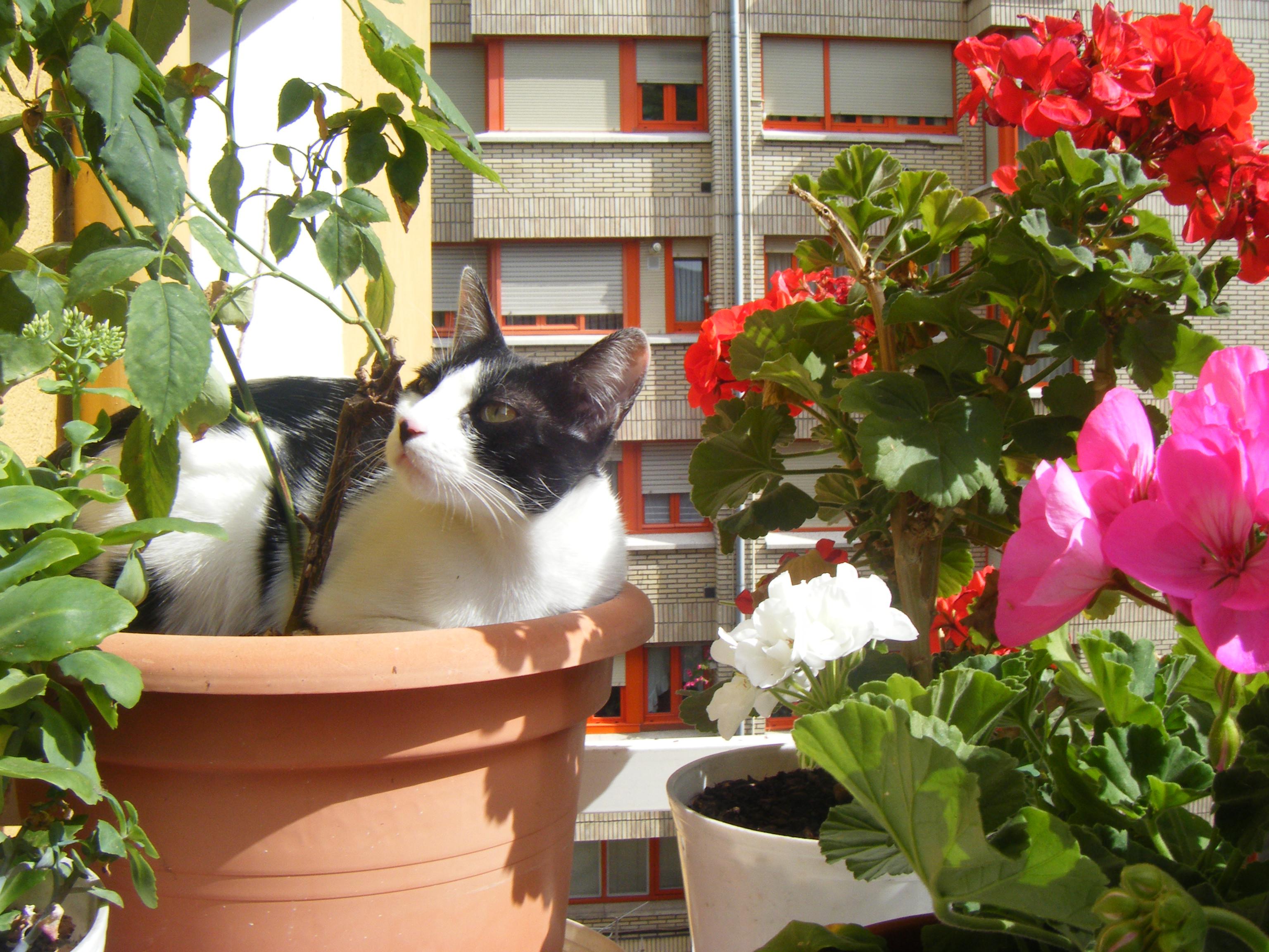 Mitxi larrosa azpixan