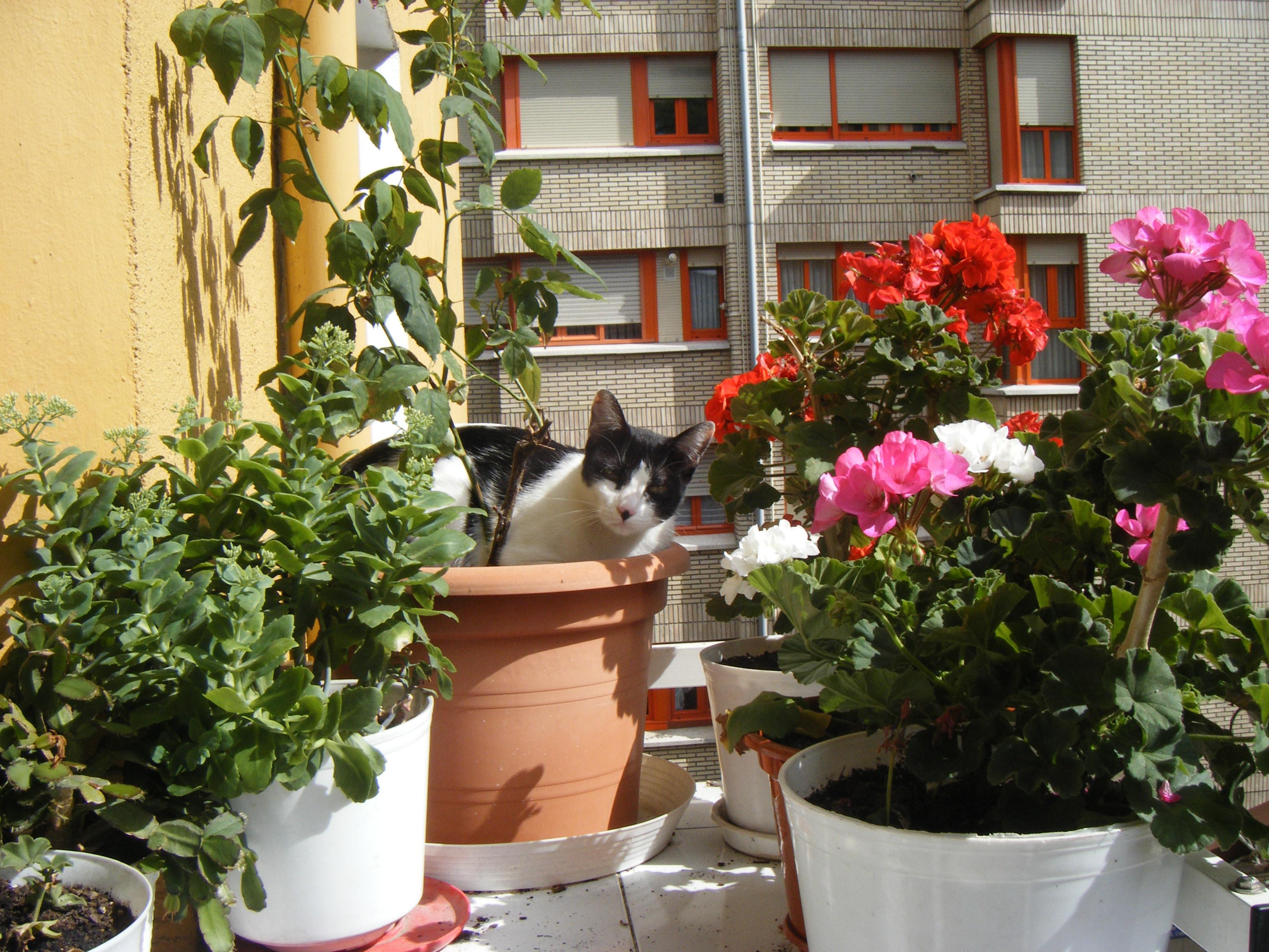 Mitxi lora artian