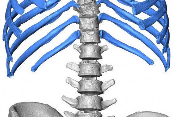 Neandertalen arnasketa sistema gurearengandik desberdina zen
