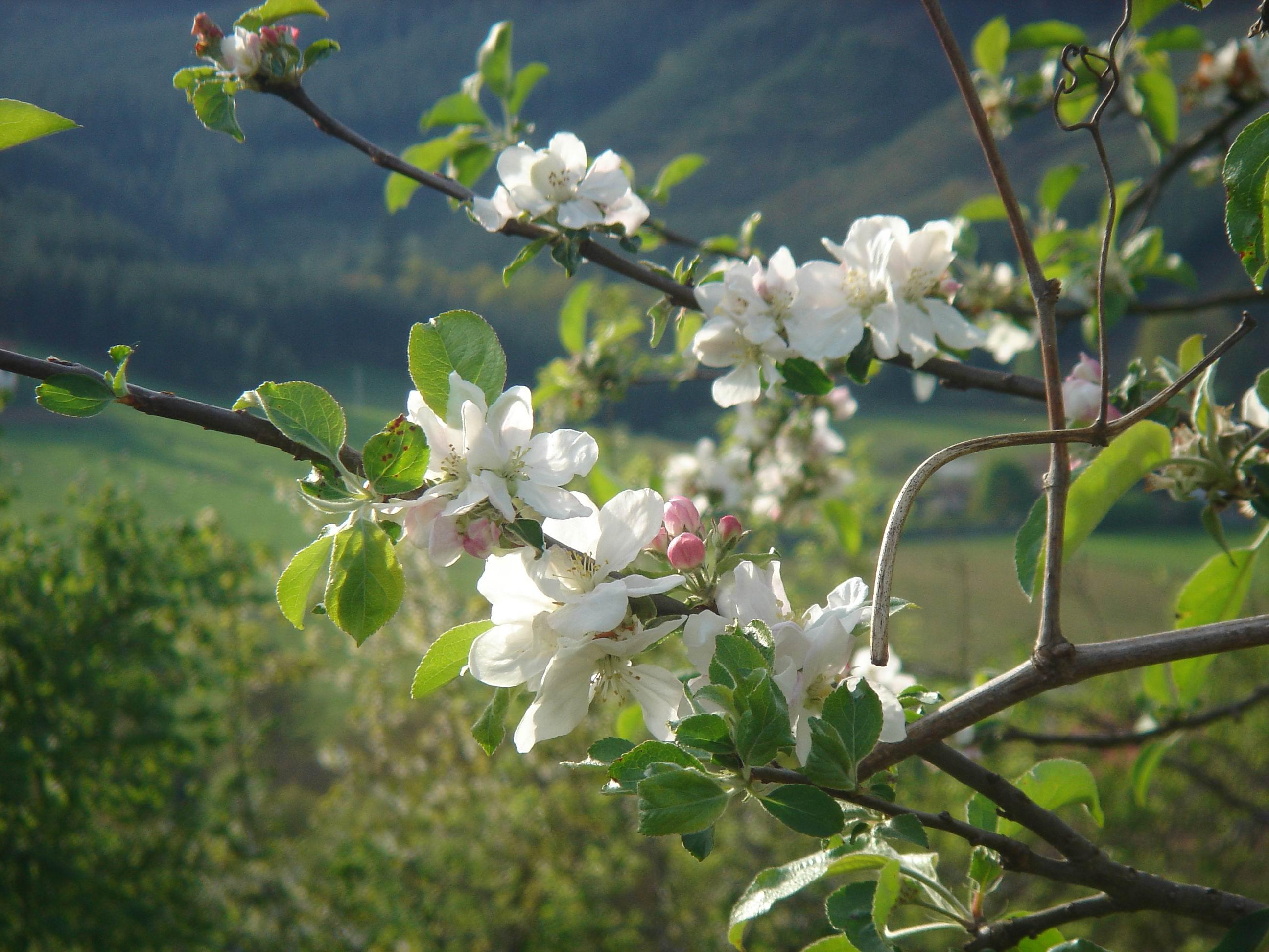 Sagarrondoa loran