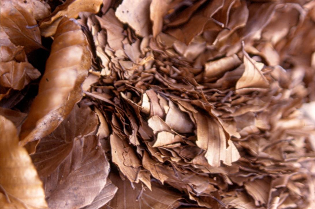 Texturia 1