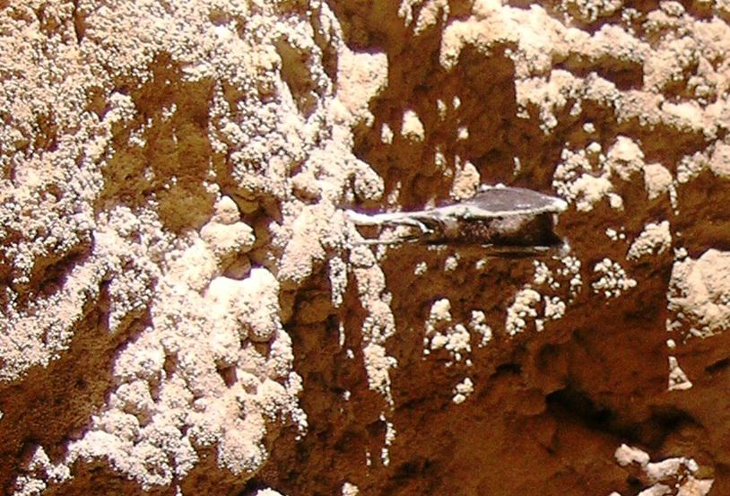Saguzaharra banderiana egitten