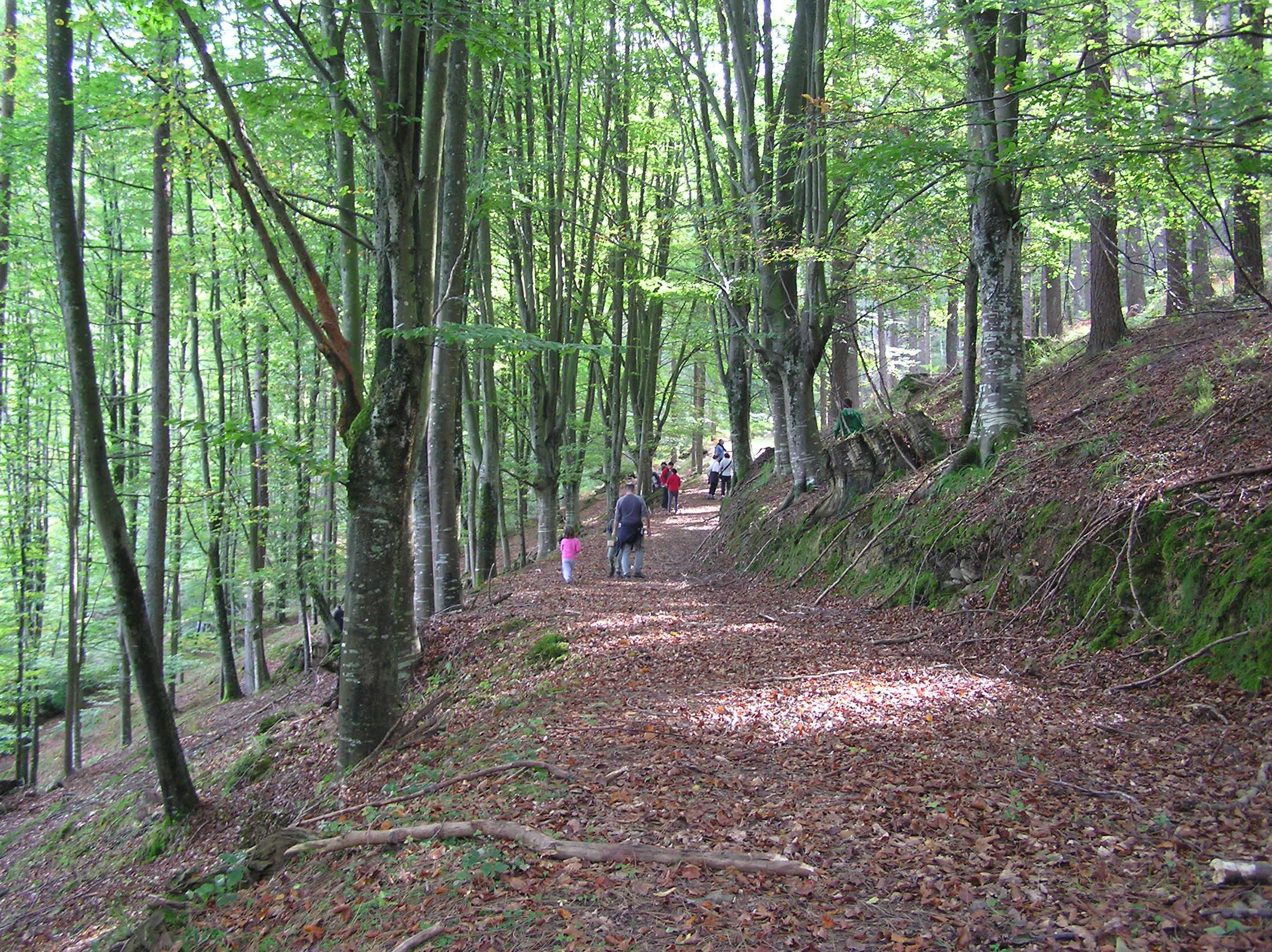 Basaundi