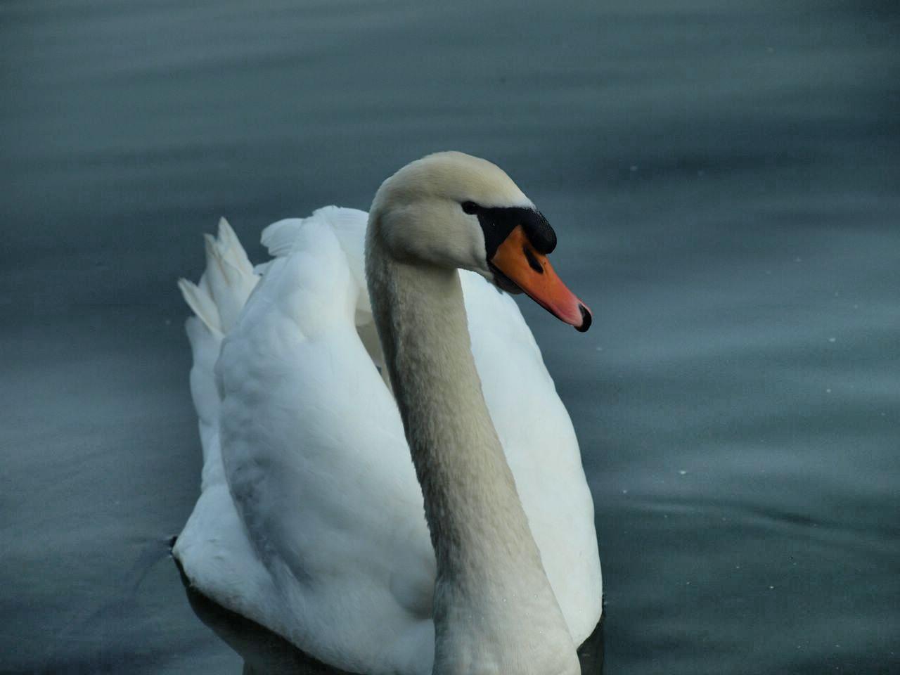 ZISNEA