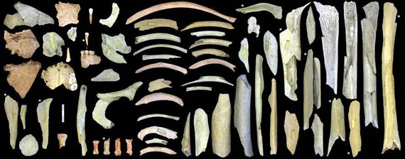 Europako iparraldeko neandertal kanibalak, gertutik