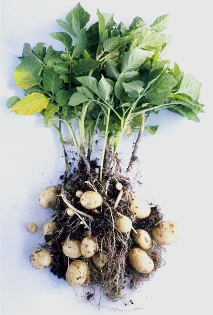 patata