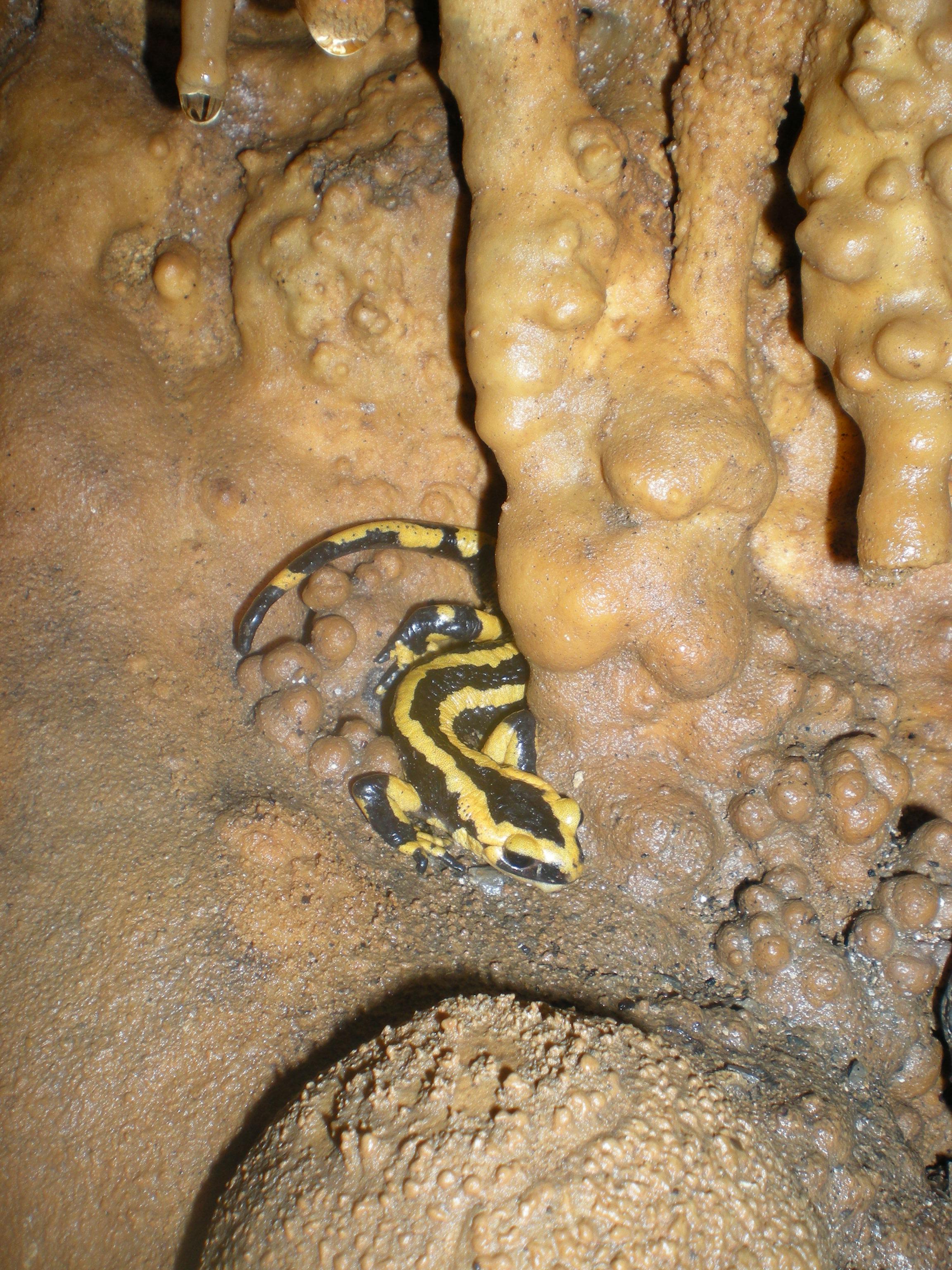 Otoioko erubia