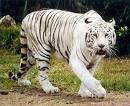 tigre zuria