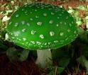amanita berdetxuri