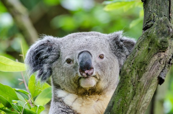 Beste 1.800 animalia espezie desagertzeko arriskuan