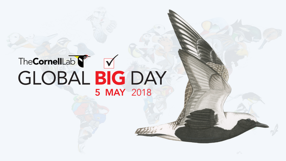 Sekula baino hegazti gehiago behatu nahi dira egun bakarrean, datorren zapatuan, maiatzaren 5ean #GlobalBigDay