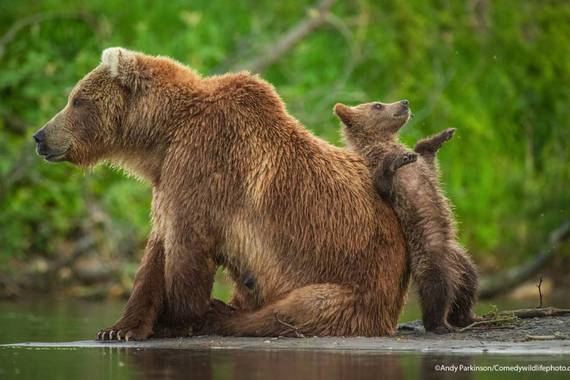 Natura argazkilaritza komedikoa