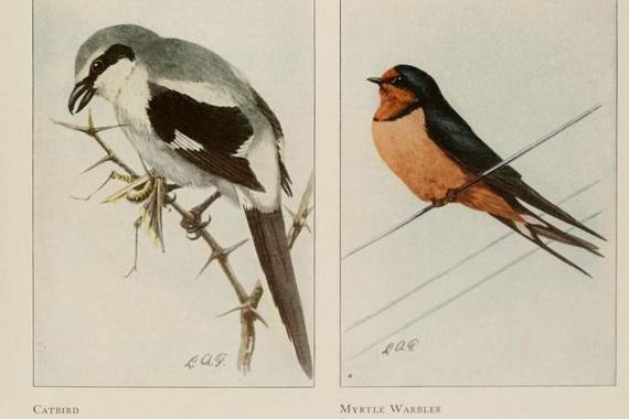 Naturako ilustrazio klasikoen super-bilduma bat askatu dute