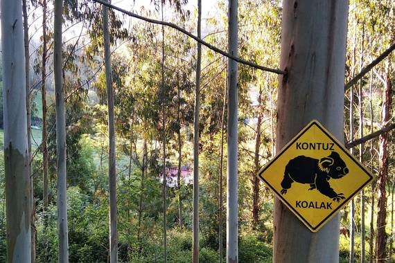 Kontuz, koalak!