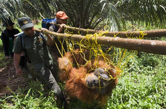 100.000 orangutan hil dituzte azken 16 urteotan Borneon, populazioaren erdia