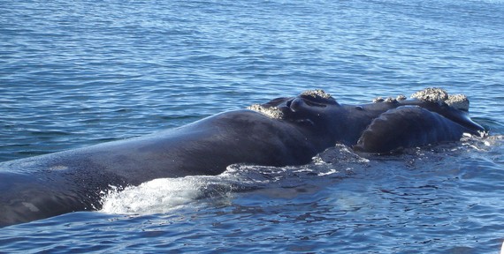 Euskal balea (E. glacialis) 2040. urterako desagertu daiteke; azken urtean ez da balearik jaio