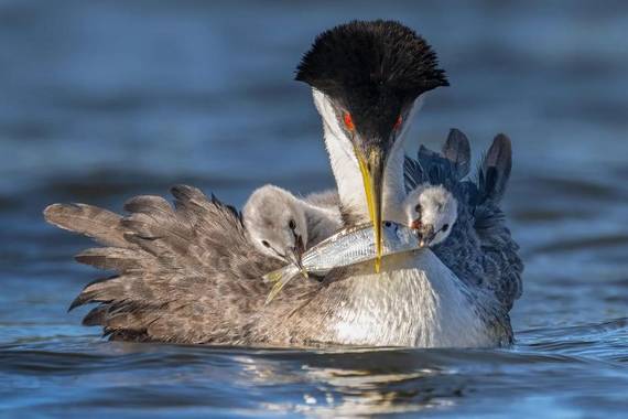 Txorien argazkilaritza, Audubon sariak 2022