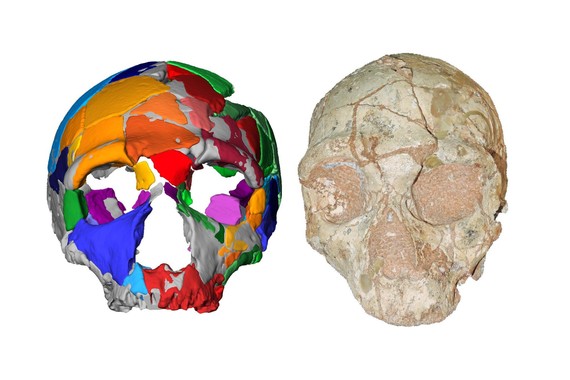 Aste honetako albiste fosilduetan: Europako ostruka eta sapiens zaharrak