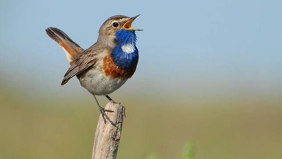Nola erabiltzen dute "tweet" hitza beste hizkuntza batzuetako txiolariek?